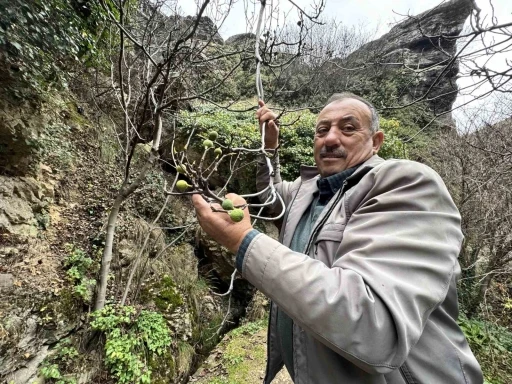 İncir ağacı Aralık ayında yeniden meyve verdi
