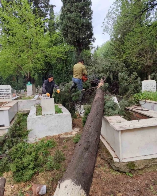 İncirliova’da mezarlıklarda devrilen ağaçlar kaldırılıyor
