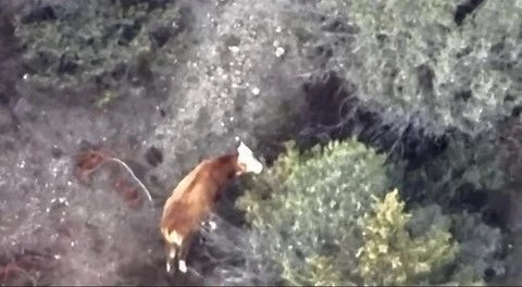 İneği kaybolan &ccedil;ift&ccedil;inin imdadına AFAD ve jandarma yetişti
