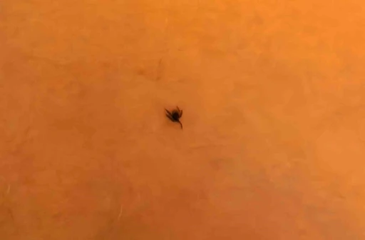 İneg&ouml;l&rsquo;de kene alarmı
