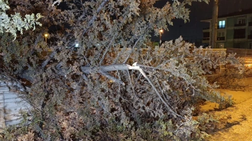 İneg&ouml;l&rsquo;de r&uuml;zgarın etkisiyle ağa&ccedil; devrildi
