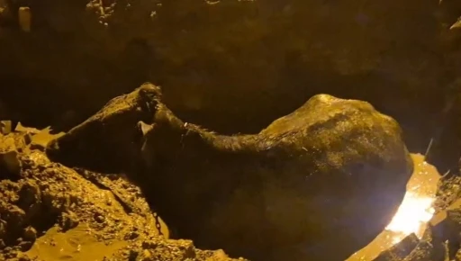 İnek belediyenin kazdığı &ccedil;ukura d&uuml;şt&uuml;
