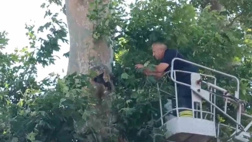 İple ağaçta asılı kalan karga kurtarıldı
