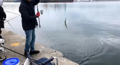 İskelede palamut bereketi
