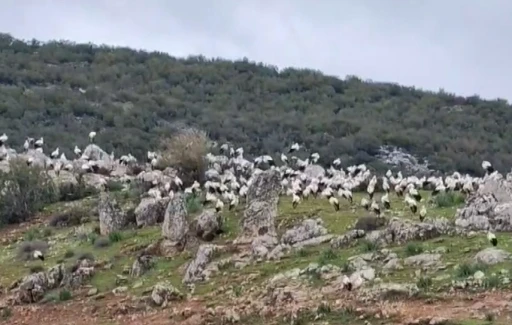 İslahiye&rsquo;de leylek akını
