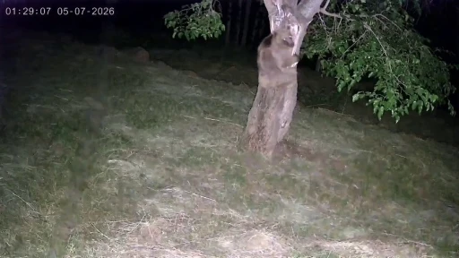 İspir&rsquo;de ayı ve domuz s&uuml;r&uuml;leri dut bah&ccedil;elerini talan etti
