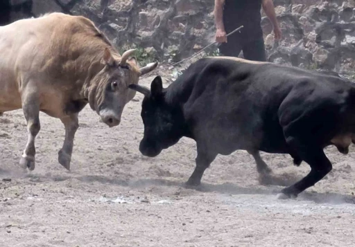 İspir&rsquo;de boğa g&uuml;reşleri nefes kesti
