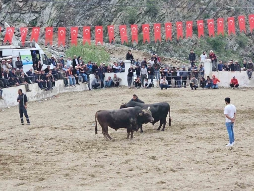 İspir’de boğalar sahada sahipleri saha dışında birbirine girdi
