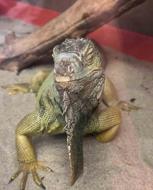 İstanbul&rsquo;da bir evden tarantula, yılan, akrep, iguana, Afrika dev salyangozları &ccedil;ıktı
