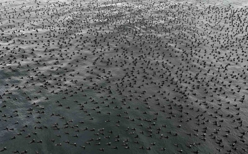 İstanbul&rsquo;da dondurucu soğuk binlerce kuşu denizde bir araya getirdi
