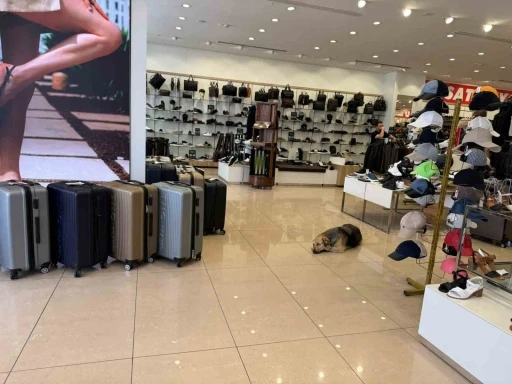İstanbul’da sıcaktan bunalan sokak hayvanları klimalı mağazalara sığındı

