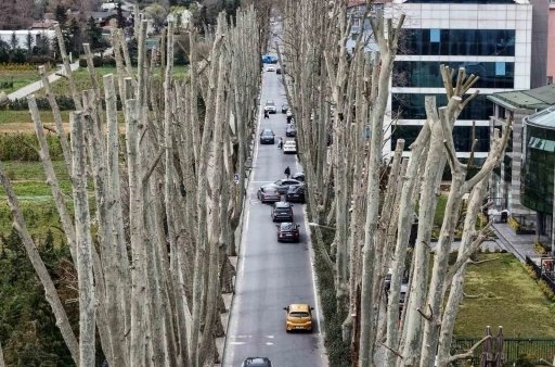 İstanbul&rsquo;un tarihi &ccedil;ınarlarına budama, tartışma başlattı
