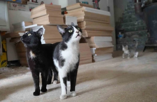 İşte Türkiye’nin konuştuğu o çılgın iki kedi
