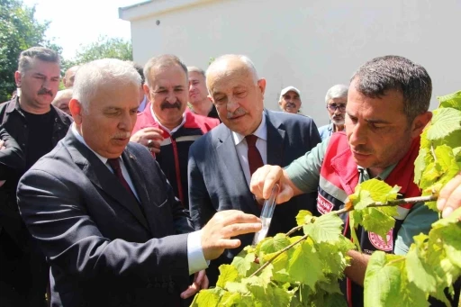 İstilacı kokarcaya karşı samuray arısı umudu
