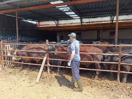 İthal besi hayvanlara y&ouml;nelik denetim
