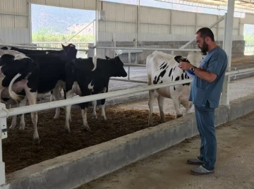 İthal süt sığırlarının karantina işlemleri başladı
