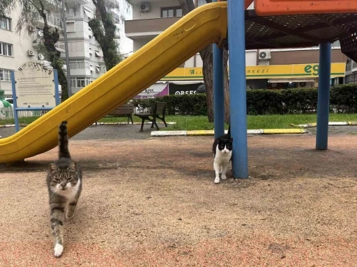 İzmir&rsquo;de domuzlar sosyal hayatın par&ccedil;ası olmaya başladı
