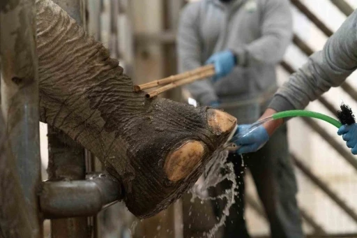 İzmir&rsquo;de fillere hayat kurtaran ayak bakımı
