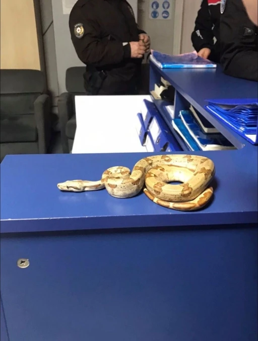 İzmir&rsquo;de kafede yılanla gezdi, 12 bin lira ceza yedi
