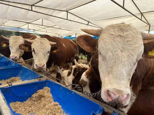 İzmir&rsquo;de kurban pazarları kurulmaya başladı
