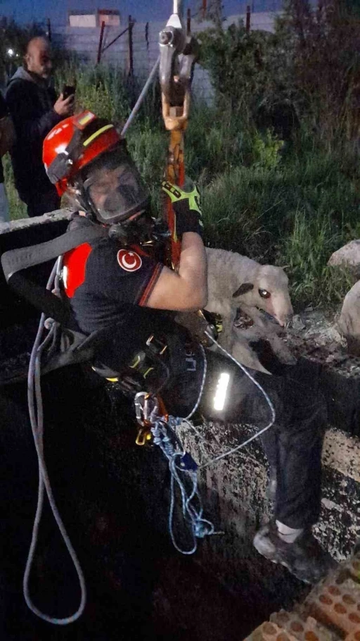 İzmir&rsquo;de kuyuya d&uuml;şen kuzuya itfaiyeden nefes kesen kurtarma
