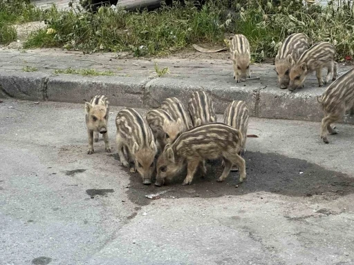 İzmir&rsquo;de yaban domuzları g&uuml;nd&uuml;z vakti sokaklarda yiyecek aradı
