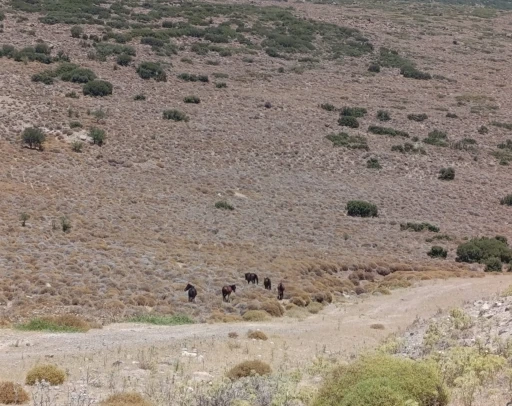İzmir’de yaban hayvanları için tankerle su taşındı
