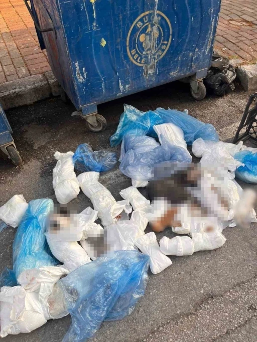İzmir&rsquo;deki &rsquo;33 &ouml;l&uuml; kedi&rsquo; vahşetinde yeni gelişme
