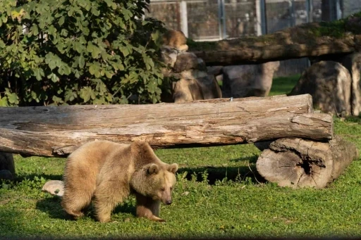 İzmir Doğal Yaşam Parkı&rsquo;na siyah jaguar ve bozayı geldi
