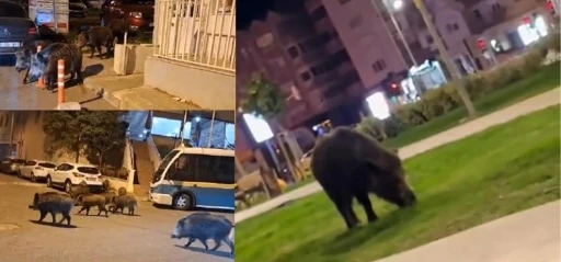 İzmir, sokaklarında domuz s&uuml;r&uuml;leri ile doğal yaşam parkına d&ouml;nd&uuml;
