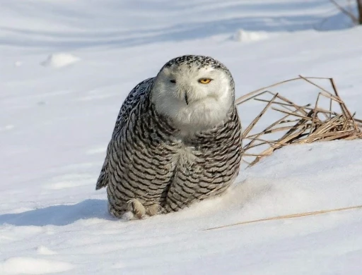 İzmirli doğa fotoğraf&ccedil;ısı Şimşek, Amerika&rsquo;da kar baykuşunu fotoğraflamayı başardı
