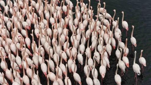 İzmit K&ouml;rfezi&rsquo;nde allı turna g&uuml;zelliği
