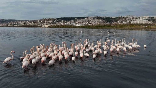 İzmit K&ouml;rfezi&rsquo;ne flamingo akını, sayıları katlandı
