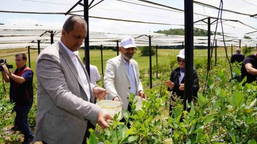 İznik&rsquo;te Maviyemiş Hasadı Başladı
