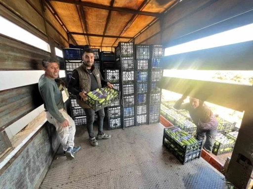 İznik&rsquo;te mevsimin ilk kabak hasadı
