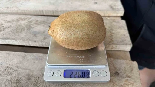 İznik&rsquo;te yetiştirilen dev kiviler ağırlıklarıyla rekor kırdı, Avrupa pazarının dikkatini &ccedil;ekti
