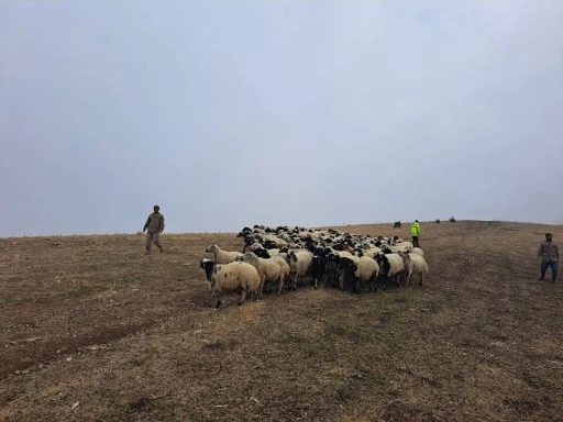 Jandarma arazide kaybolan küçükbaş hayvanları bularak sahibine teslim etti

