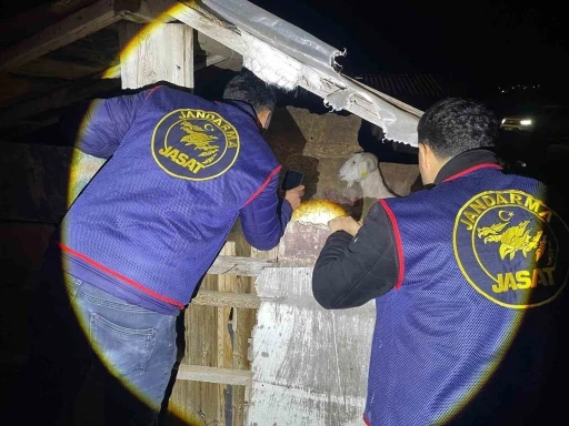 Jandarma kayıp 5 koyun i&ccedil;in 3 iş yeri ve 9 meskene ait toplam 24 saatlik g&uuml;venlik kamerasını saniye saniye inceledi

