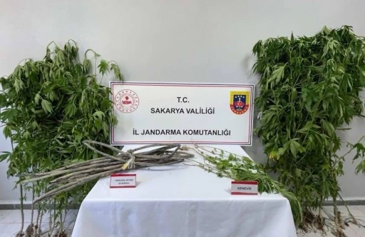 Jandarmadan uyuşturucu operasyonu: 1 tutuklama
