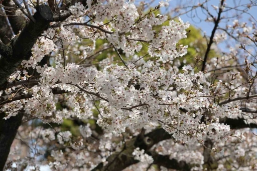 Japonya’nın simgesi Sakuralar Tokyo’da görsel şölen yaşattı
