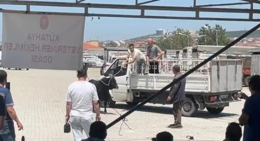 Kaçan kurbanlık ekipleri harekete geçirdi
