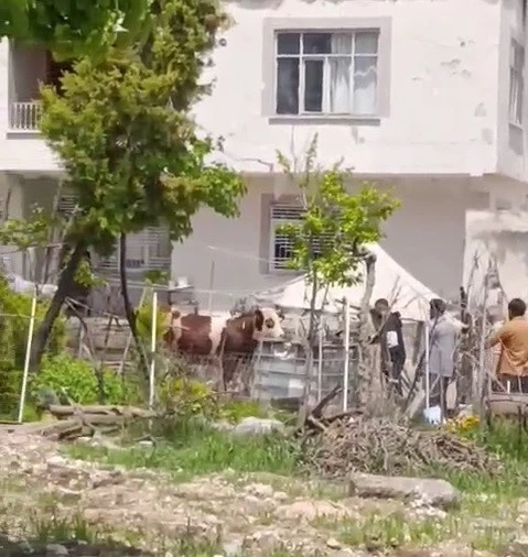 Ka&ccedil;an kurbanlık iğne vurularak yakalandı
