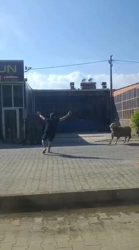 Ka&ccedil;an kurbanlık ko&ccedil;u esnaf yakaladı
