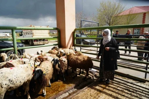 Kadın &uuml;reticilere 3 bin k&uuml;&ccedil;&uuml;kbaş hayvan desteği
