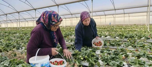 Kadınlar G&uuml;n&uuml;n&uuml; tarlada &ccedil;alışarak kutladılar
