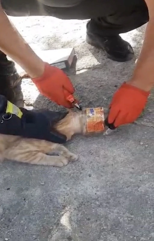 Kafası plastik kavanoza sıkışan kediyi itfaiye kurtardı
