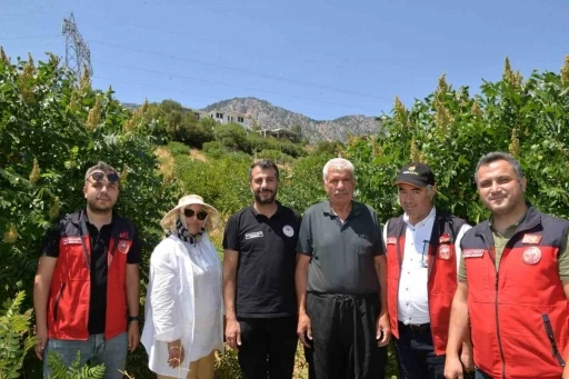 Kahramanmaraş&rsquo;ta 22 bin sumak fidanı verime ge&ccedil;ti
