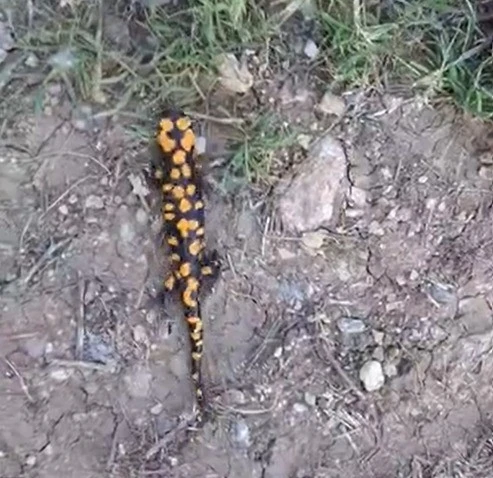 Kahramanmaraş&rsquo;ta benekli semender g&ouml;r&uuml;nt&uuml;lendi
