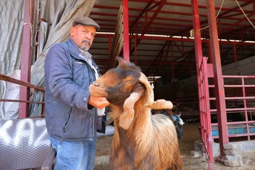Kahramanmaraş&rsquo;ta kurbanlık fiyatlarında esnaftan indirim kararı
