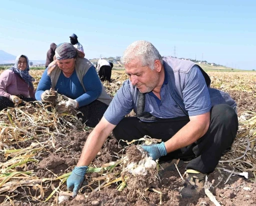 Kahramanmaraş&rsquo;ta sarımsak hasadı: Yılda 17 bin ton &uuml;retimi yapılıyor

